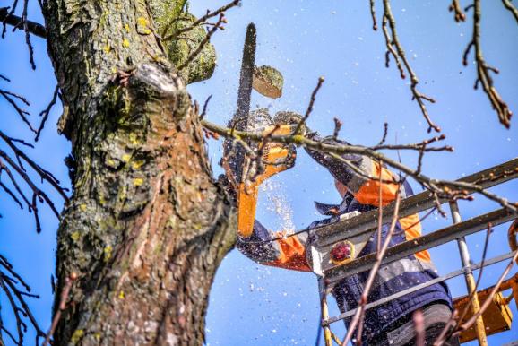 elagage sanitaire arbres